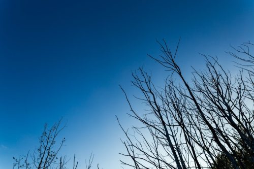 Rantapuita ja taivasta Hermannin rantapuistossa