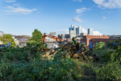 Sörnäistenatu 14 tontilla kaadettuja puita ja kaivinkone